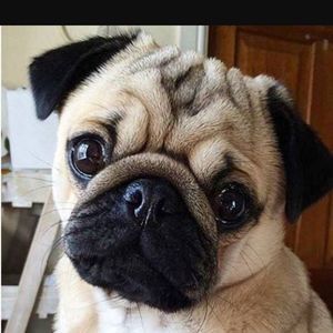 Meet your Posher, Alicia